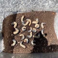 カブトムシ幼虫