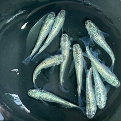 🐟GW 最終 SALE  ネプチューンシルバー2ぺア