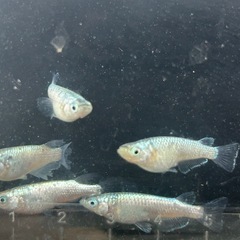 値引き、🐟GW 最終 SALE  ネプチューンシルバー2ぺアの画像