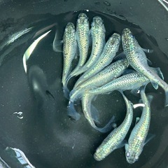 値引き、🐟GW 最終 SALE  ネプチューンシルバー2ぺアの画像
