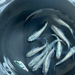 値引き、🐟GW 最終 SALE  ネプチューンシルバー2ぺアの画像