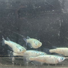 値引き、🐟GW 最終 SALE  ネプチューンシルバー2ぺアの画像