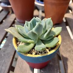 多肉植物　アズールブルー