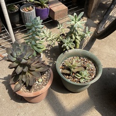 多肉植物　6種類の株分け