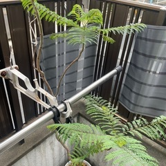 エバーフレッシュ