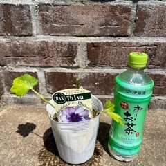 ②ラナンキュラスラックス