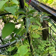 羽衣ジャスミン・挿し木用カット苗5本の画像