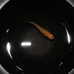 狛江市のメダカ販売｜お手頃価格で楊貴妃をお届け！の画像