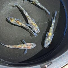 メダカ【現物】艶錦（つやにしき）５匹（オス３　メス２）