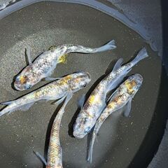 メダカ【現物】艶錦（つやにしき）５匹（オス３　メス２）の画像