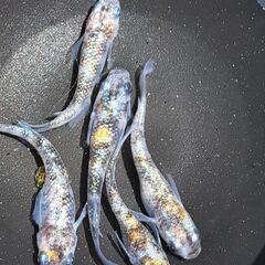 メダカ【現物】艶錦（つやにしき）５匹（オス３　メス２）の画像