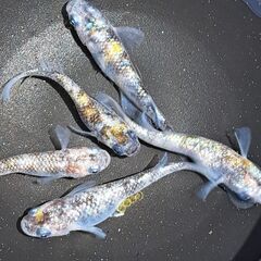 メダカ【現物】艶錦（つやにしき）５匹（オス３　メス２）の画像