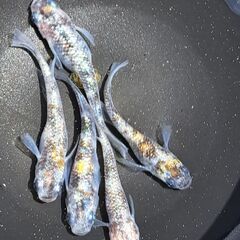 メダカ【現物】艶錦（つやにしき）５匹（オス３　メス２）の画像