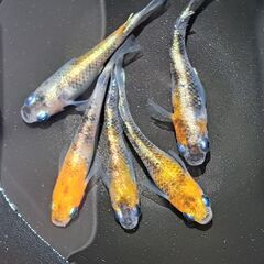 メダカ【現物】三色ラメ体外光①　５匹（オス２　メス３）
