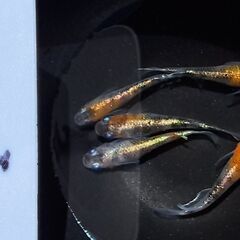 メダカ【現物】三色ラメ体外光①　５匹（オス２　メス３）の画像