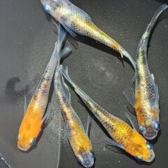 メダカ【現物】三色ラメ体外光①　５匹（オス２　メス３）の画像