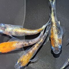 メダカ【現物】三色ラメ体外光①　５匹（オス２　メス３）の画像