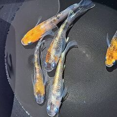 メダカ【現物】三色ラメ体外光①　５匹（オス２　メス３）の画像