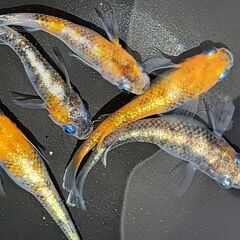 メダカ【現物】三色ラメ体外光②　５匹（オス２　メス３）