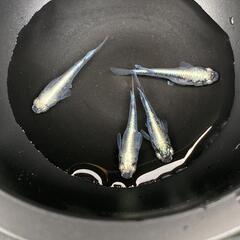 墨武 メダカ