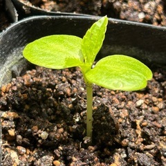 白ホウセンカ🌱