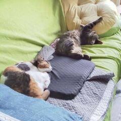 自分達がお世話になった猫達の身元がわかる方いますか？