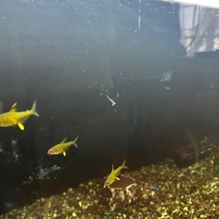 熱帯魚生体セットの画像