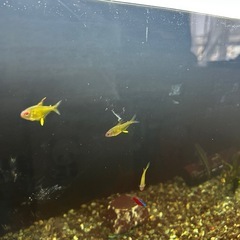 熱帯魚生体セット