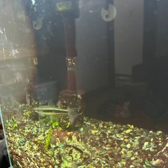 熱帯魚生体セットの画像