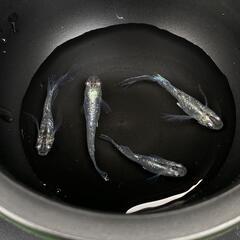 水色桔梗 メダカ