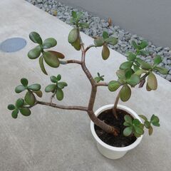 カネノナルキ　金のなる木　鉢植え　観葉植物