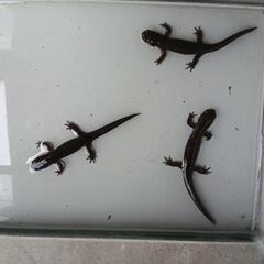 トウホクサンショウウオ成体３匹