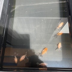 金魚（ローズテールオランダ）