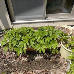 【お話し合い中】無料です。ミズ 山菜 プランターごと差し上げます。
