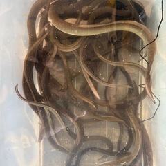 激安‼️ 天然ウナギ 海ウナギ 
青ウナギ‼️の画像