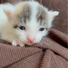 里親さん募集急募　（代行）本日18時頃対応できる方、説明欄ちゃん...