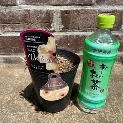 ③ラナンキュラスラックス　園芸花植物ガーデニング