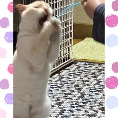 【大至急】幸せにしてあげてください - 猫