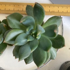 多肉植物　ダークエルフ　カット苗
