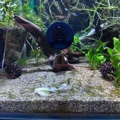 ミナミヌマエビ②10匹＋α