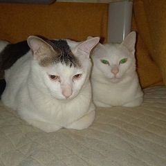 白猫おもち