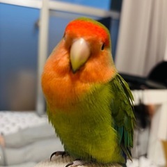コザクラインコ2匹