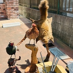 ヤマドリ剥製 壁掛け