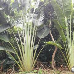 扇バショウの画像