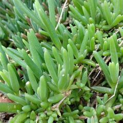 マツバギク　多肉植物　多量挿し芽用に