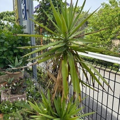 観葉植物🪴