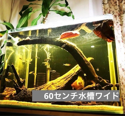 60センチワイド水槽　アクアリウム