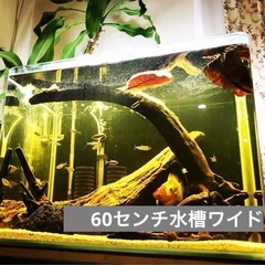 60センチワイド水槽　アクアリウム