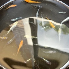 MIXメダカ　約20匹
の画像