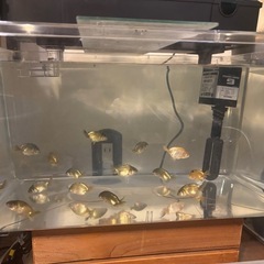 金魚引き取ります！